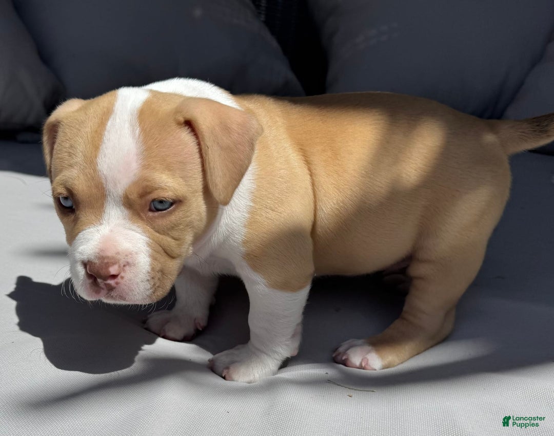 American Bully dogs for sale: Bella - Image 7