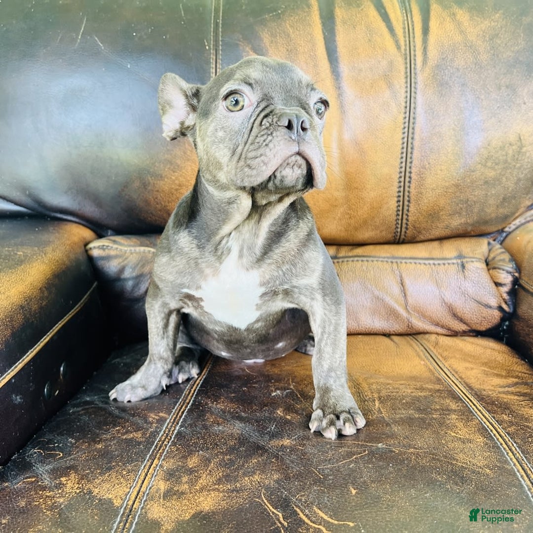 French Bulldog dogs for sale: Buddy - Image 12