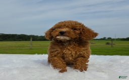 Miniature Poodle dogs for sale: Dax - Image 2