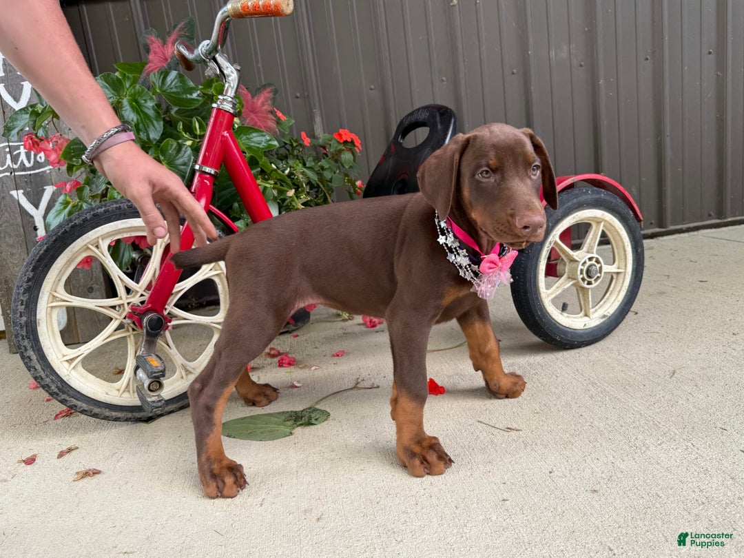 Doberman Pinscher dogs for sale: Margi - Image 5