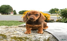 Miniature Dachshund dogs for sale: Cinnamon - Image 3