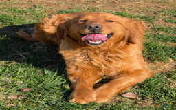 Golden Retriever dogs for sale: Daisy - Image 19