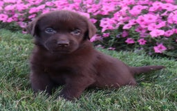 Labrador Retriever dogs for sale: Poppy - Image 4