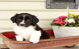 English Springer Spaniel dogs for sale: Abby - Image 4