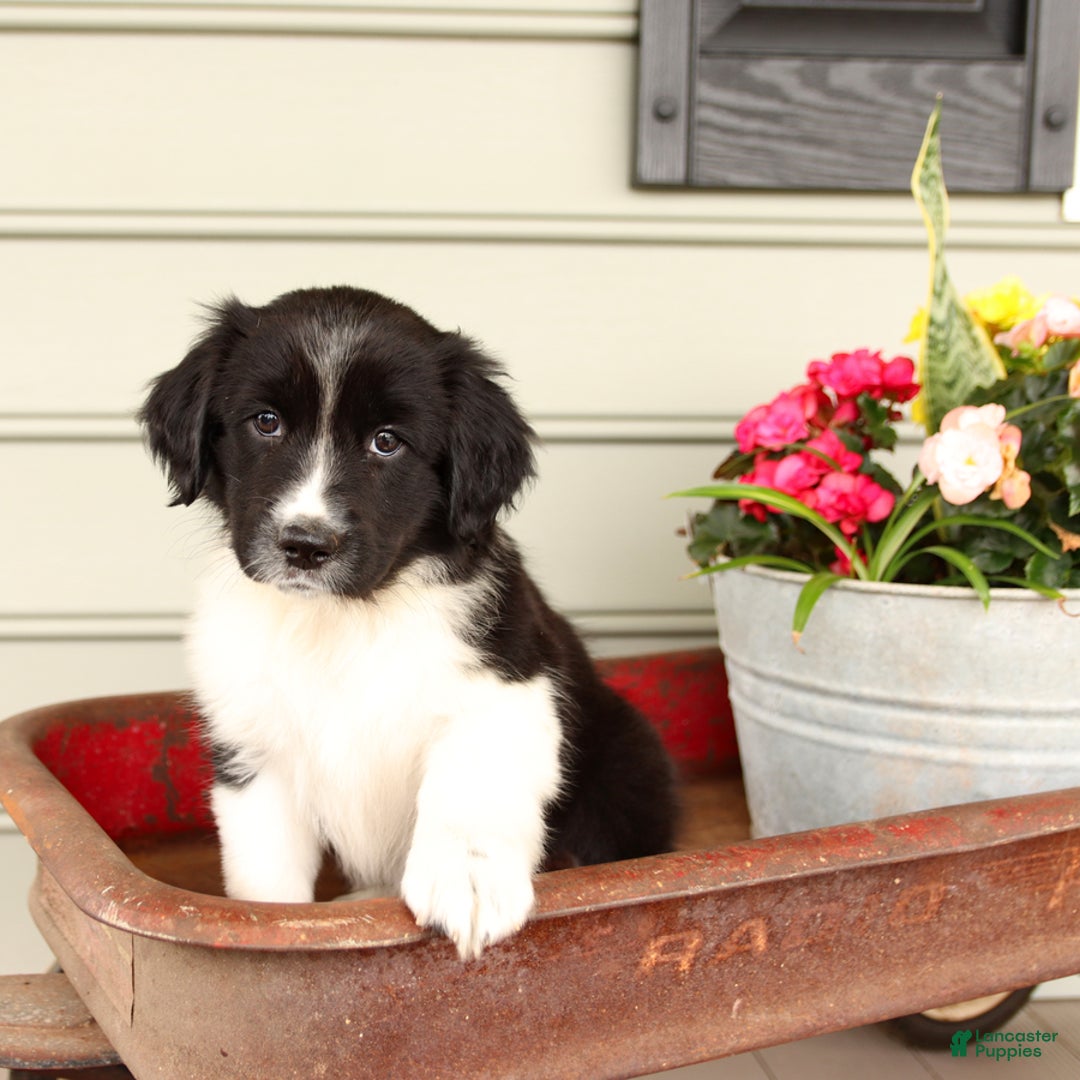 English Springer Spaniel dogs for sale: Abby - Image 4