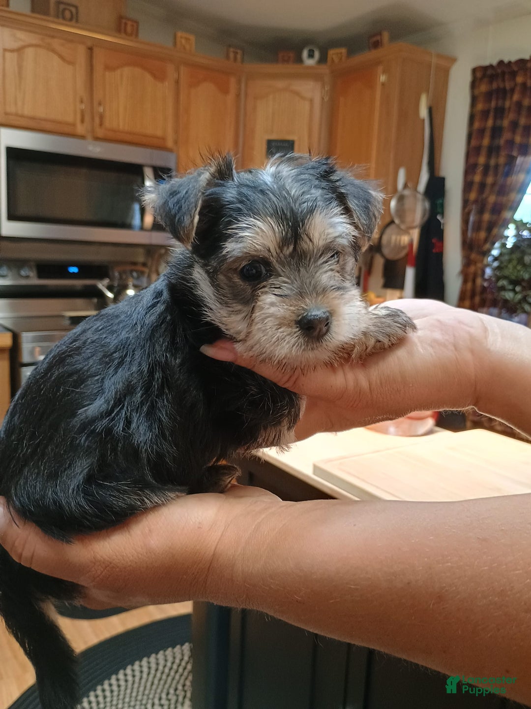 Morkie dogs for sale: Cleo - Image 2