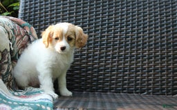 Miniature Poodle dogs for sale: Latisha - Image 4