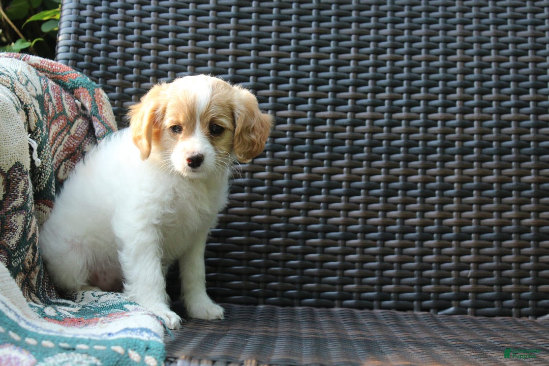 Miniature Poodle dogs for sale: Latisha - Image 4