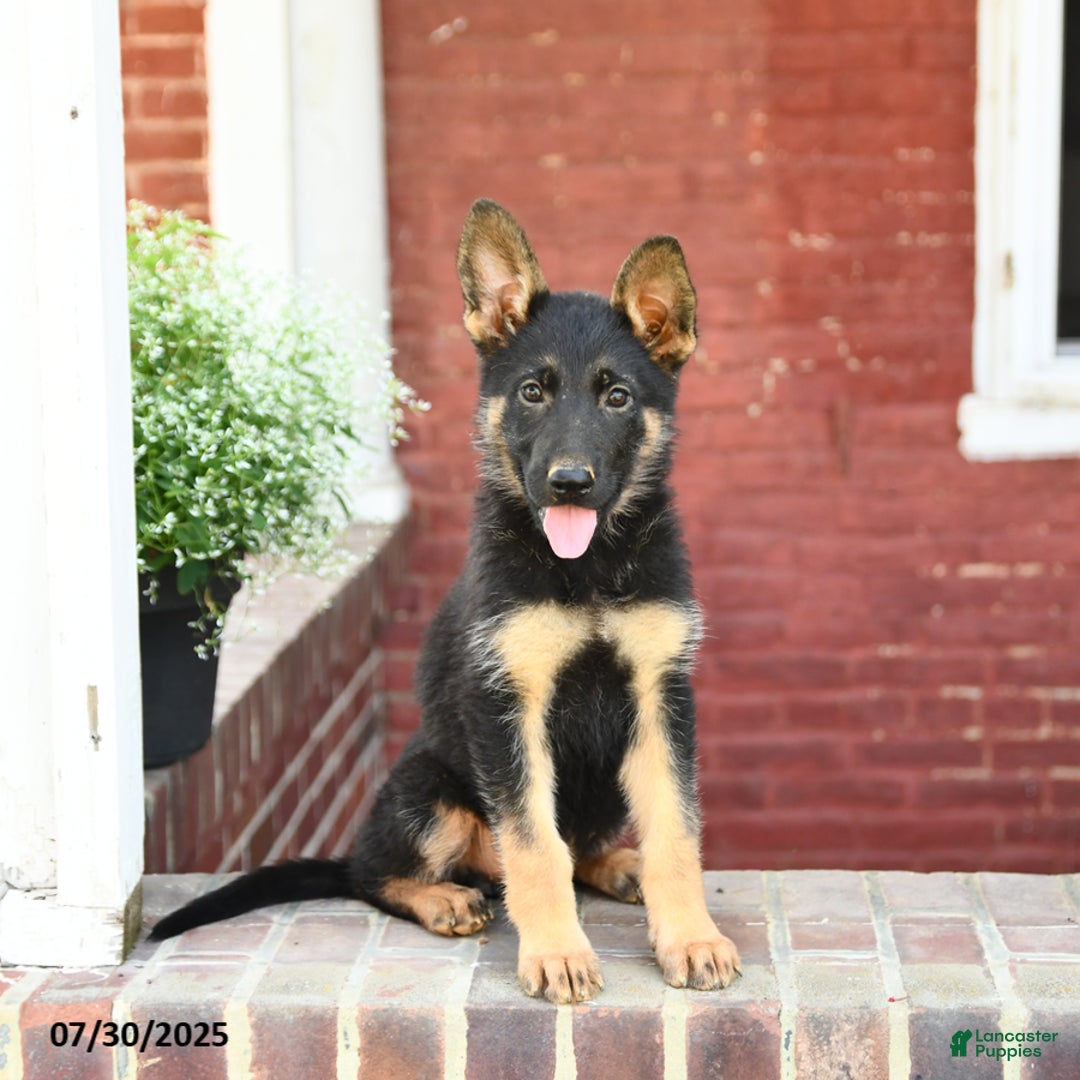 German Shepherd dogs for sale: Millie - Image 2