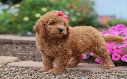 Mini Goldendoodle dogs for sale: Marble - Image 5