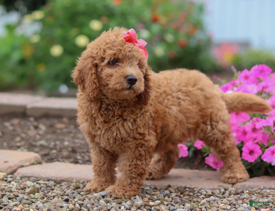 Mini Goldendoodle dogs for sale: Marble - Image 5