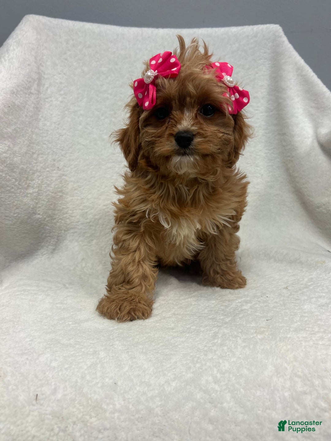 Cavapoo dogs for sale: Bella - Image 1