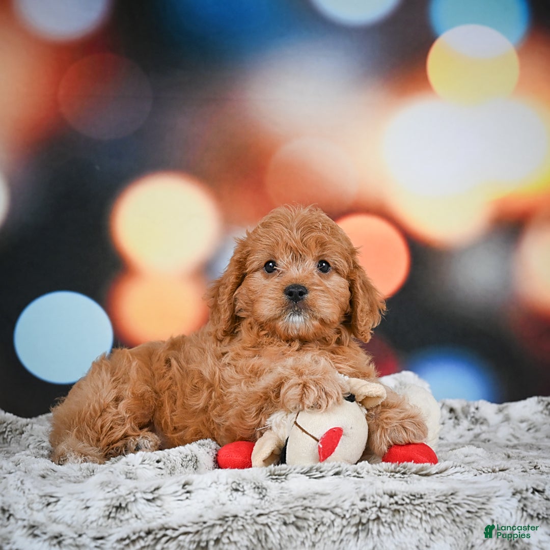 Cavapoo dogs for sale: Lance - Image 10