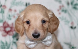 Miniature Dachshund dogs for sale: Vinny - Image 2