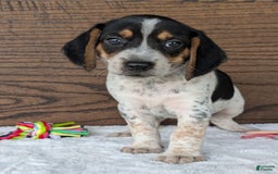 Beagle dogs for sale: Riley - Image 10