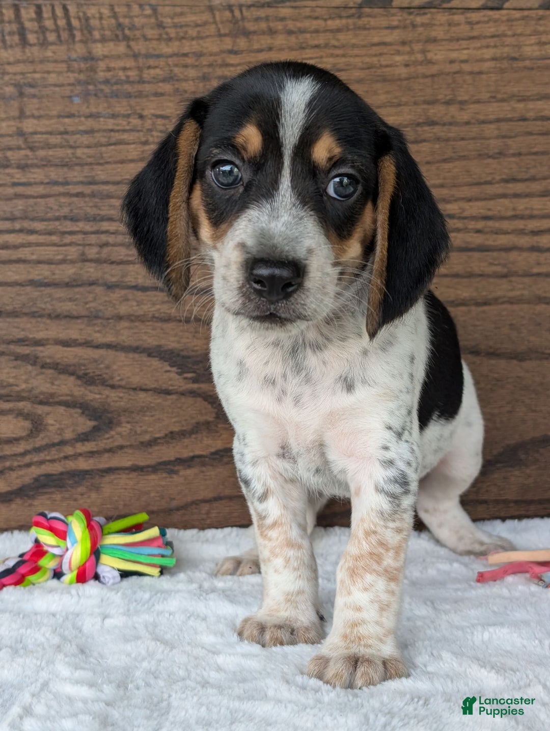 Beagle dogs for sale: Riley - Image 10