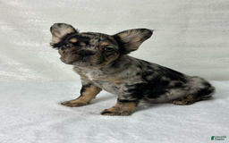 French Bulldog dogs for sale: Ruby - Image 7