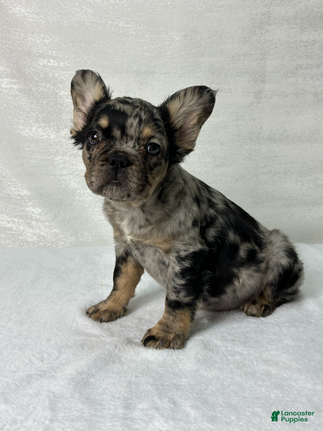 French Bulldog dogs for sale: Ruby - Image 7