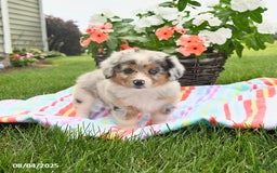 Welsh Corgi Pembroke dogs for sale: Trixie - Image 4