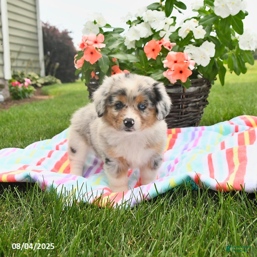 Welsh Corgi Pembroke dogs for sale: Trixie - Image 4