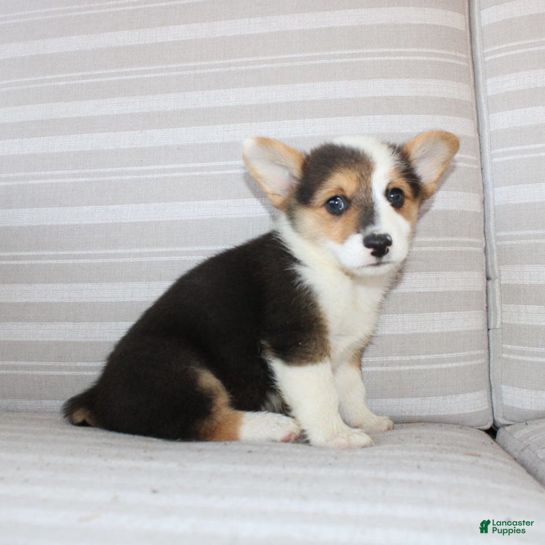 Welsh Corgi Pembroke dogs for sale: Leo - Image 9
