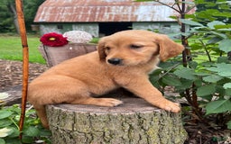 Golden Retriever dogs for sale: Sadie - Image 2