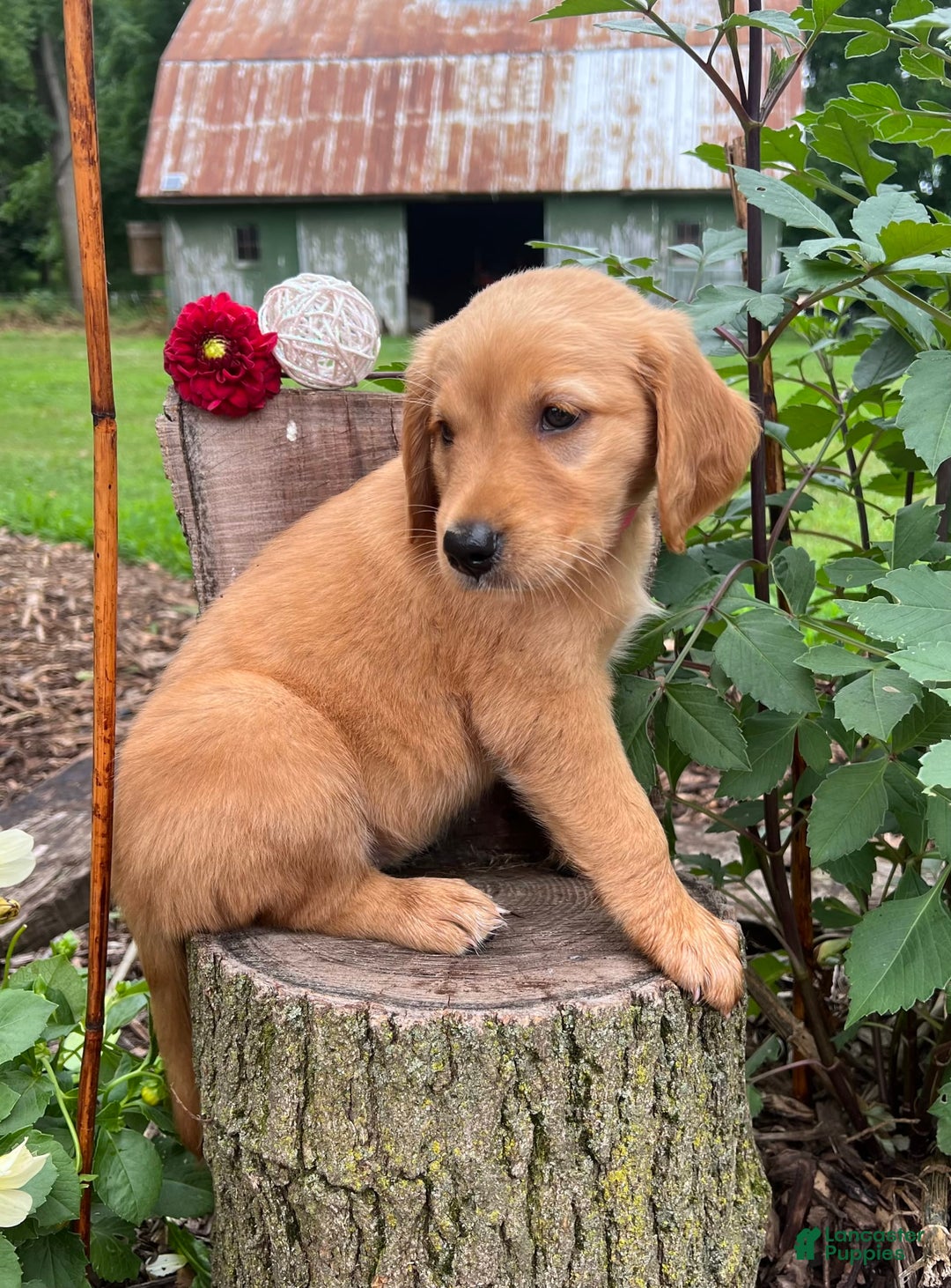Golden Retriever dogs for sale: Sadie - Image 2