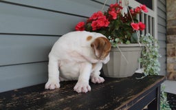 English Bulldog dogs for sale: Raspberry - Image 2