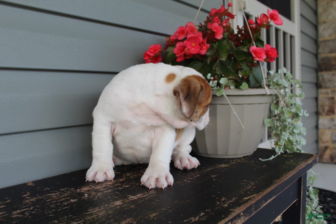 English Bulldog dogs for sale: Raspberry - Image 2