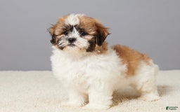 Teddy Bear dogs for sale: Leo - Image 1