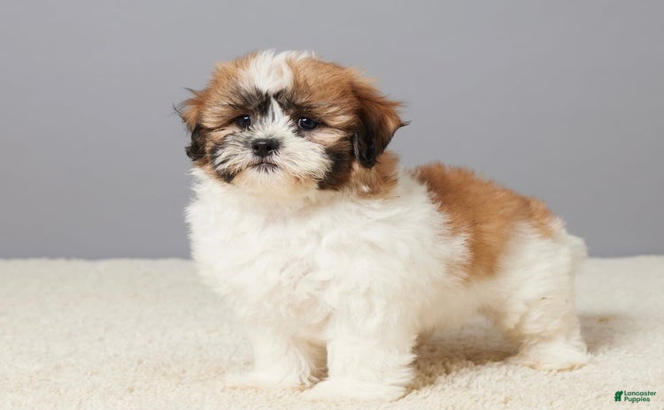 Teddy Bear dogs for sale - Ad 1