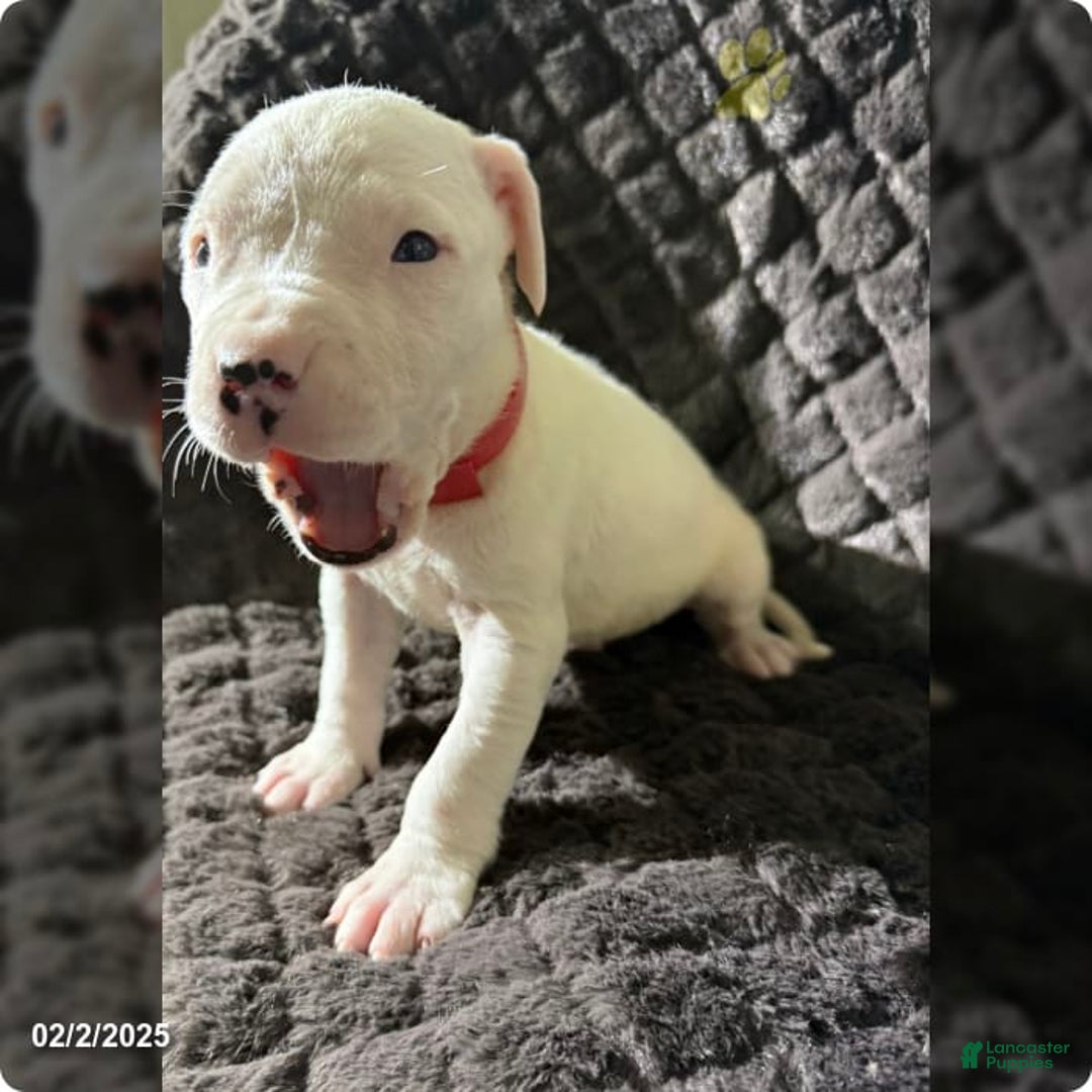 Dogo Argentino dogs for sale: Gold - Image 1