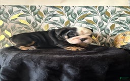 English Bulldog dogs for sale: Noah - Image 2