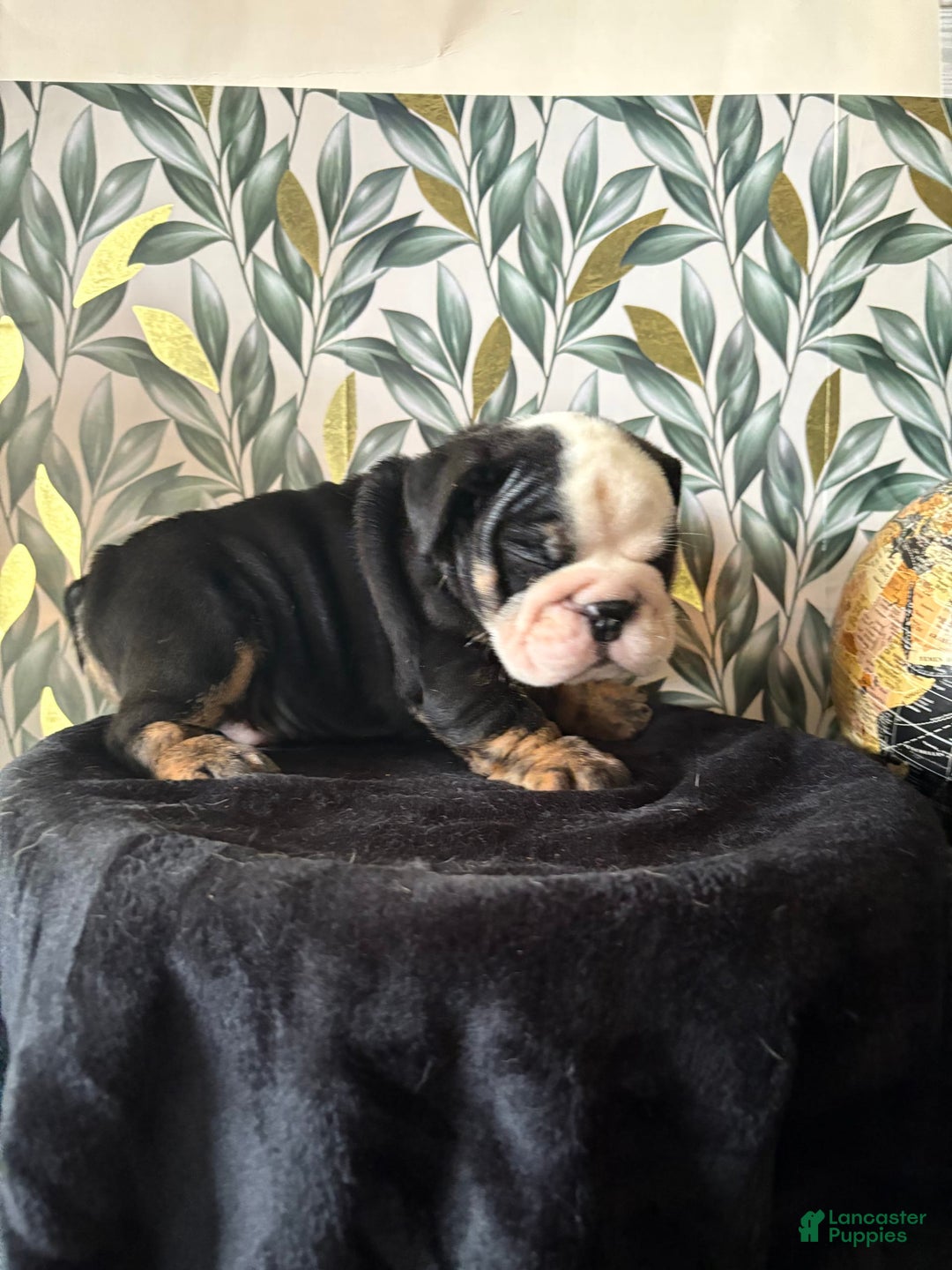 English Bulldog dogs for sale: Noah - Image 2