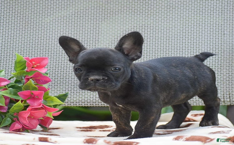 French Bulldog dogs for sale - Ad 2