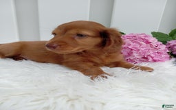 Dachshund dogs for sale: Benson - Image 4