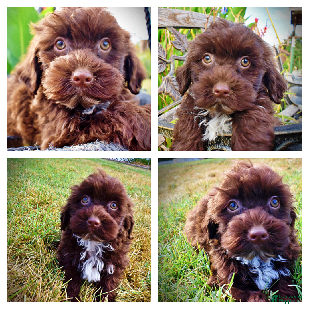 Havapoo dogs for sale: Havapoo 7 puppies - Image 1