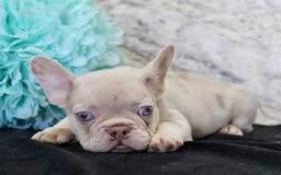 French Bulldog dogs for sale: French Bulldog 4 puppies - Image 5