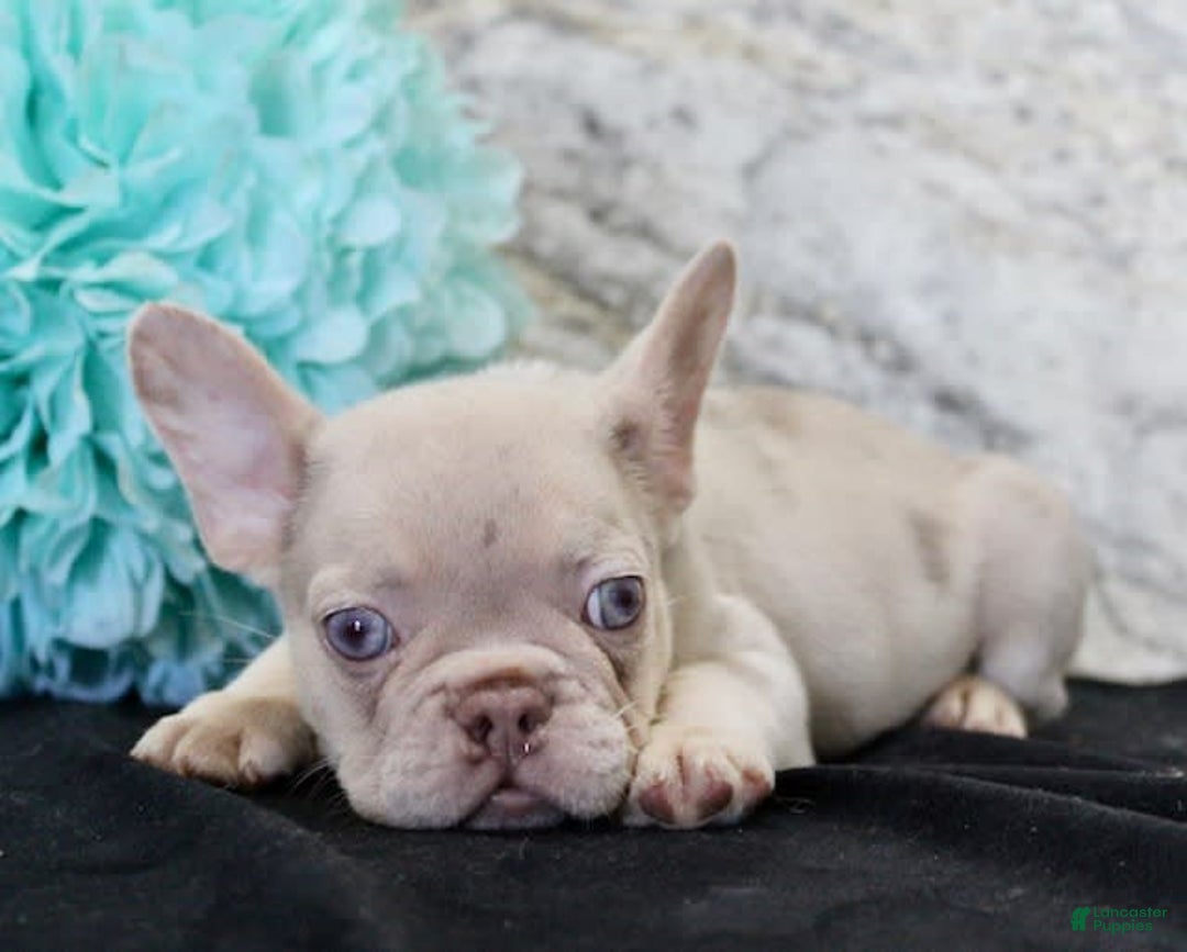 French Bulldog dogs for sale: French Bulldog 4 puppies - Image 5