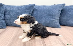 Mini Bernedoodle dogs for sale: Abby - Image 7