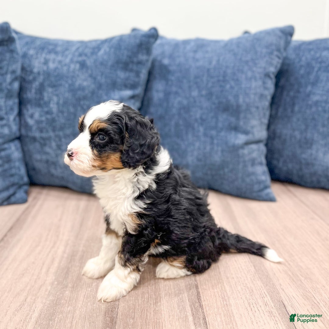 Mini Bernedoodle dogs for sale: Abby - Image 7