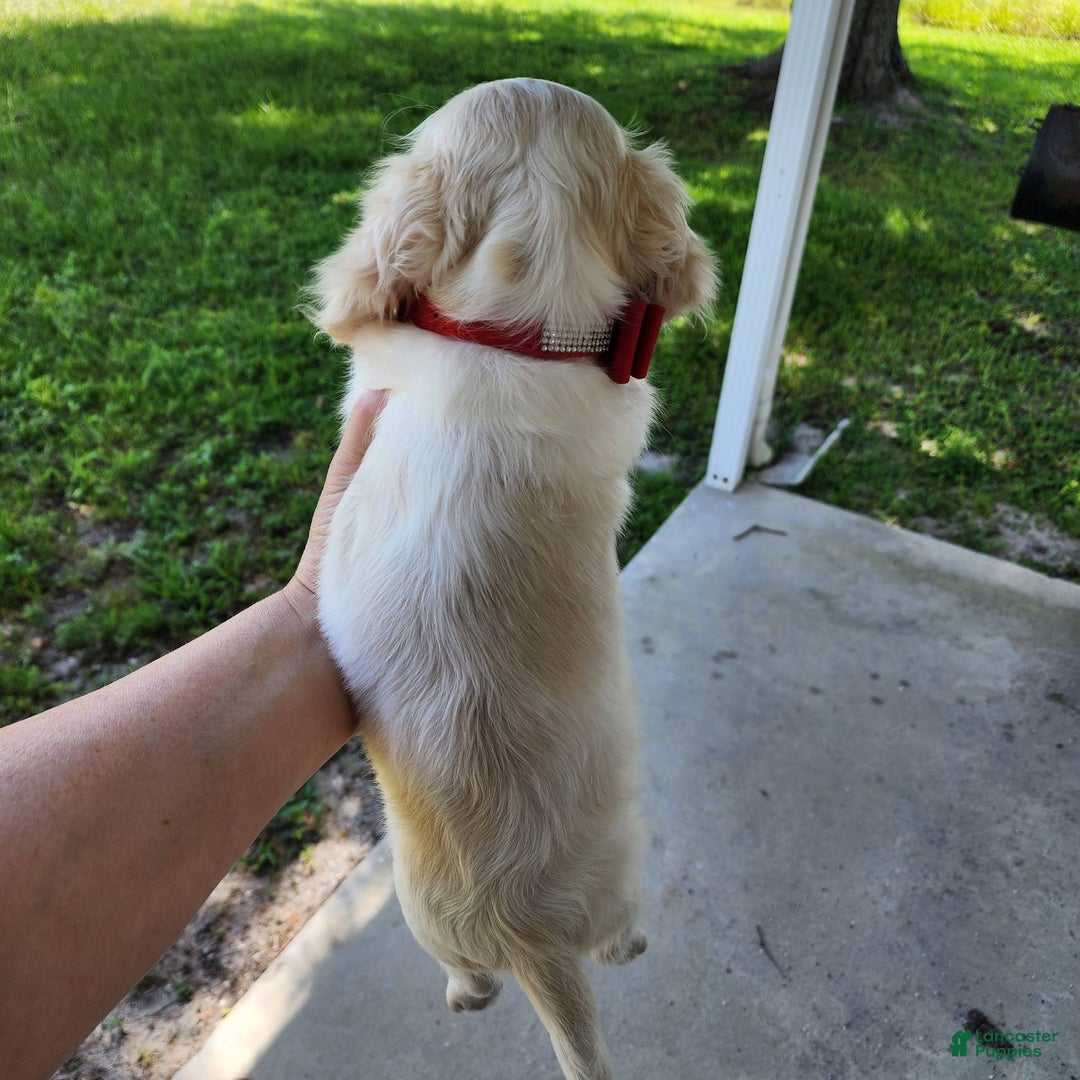 Miniature Dachshund dogs for sale: YETI - Image 7