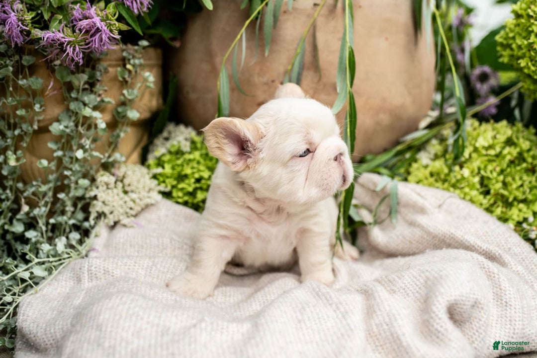 French Bulldog dogs for sale: Kingston - Image 9