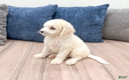  dogs for sale: Mini Goldendoodle 5 puppies - Image 26
