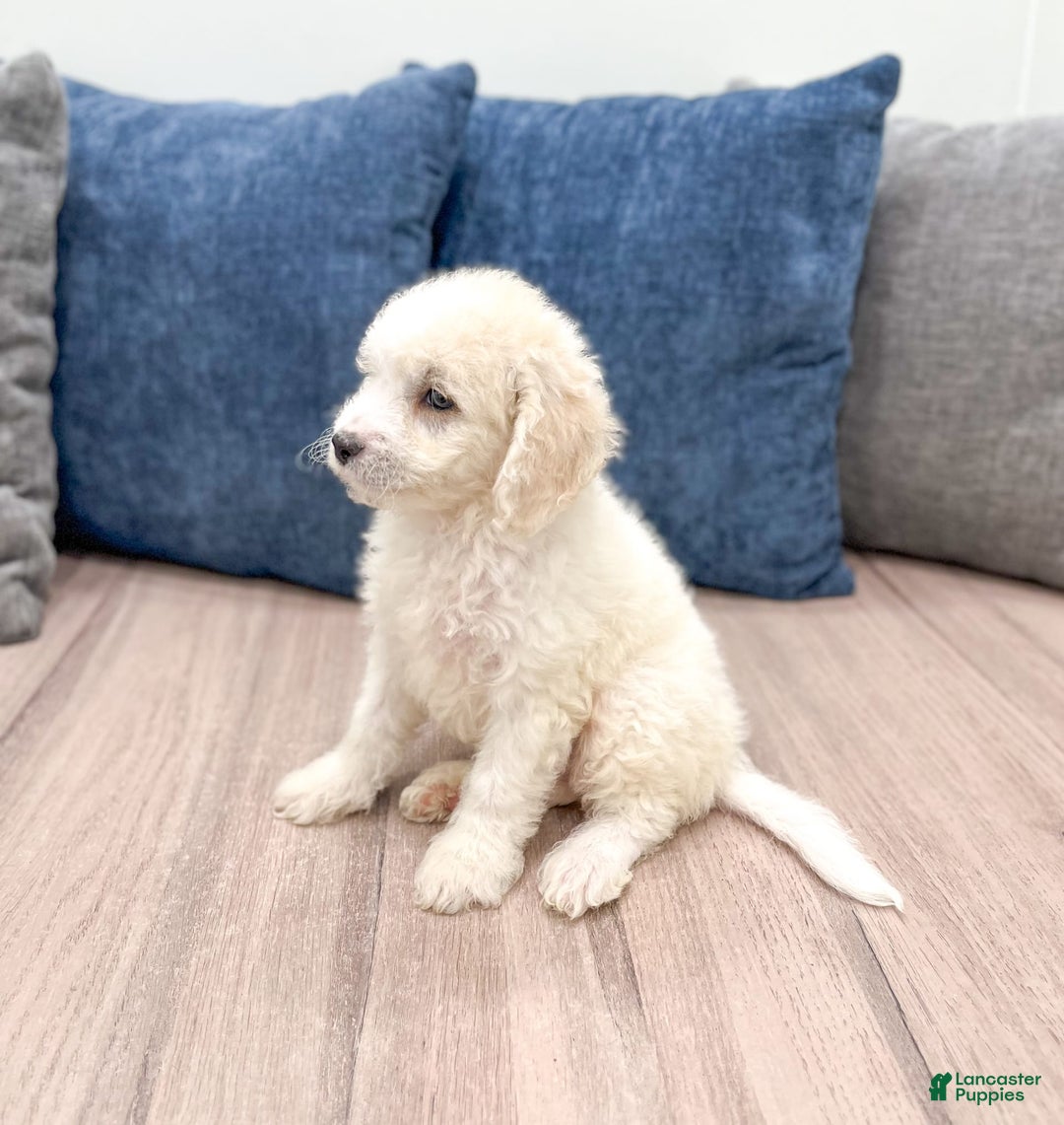  dogs for sale: Mini Goldendoodle 5 puppies - Image 26