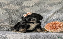 Cockapoo dogs for sale: Charlena - Image 6
