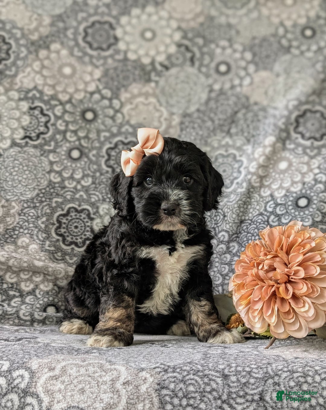 Cockapoo dogs for sale: Charlena - Image 6