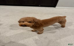 Goldendoodle dogs for sale: Annabelle - Image 3