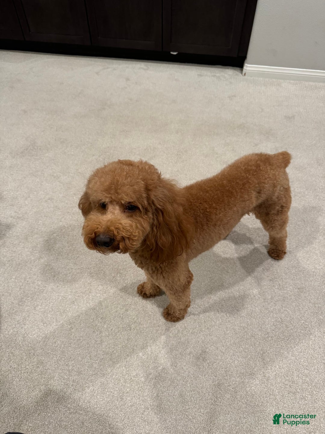 Goldendoodle dogs for sale: Annabelle - Image 3