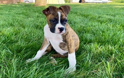 Boxer dogs for sale: Roxie - Image 2